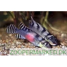 Nanochromis Transvestitus