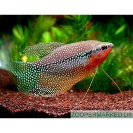 Perlegurami