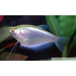 M&aring;neskins Gurami