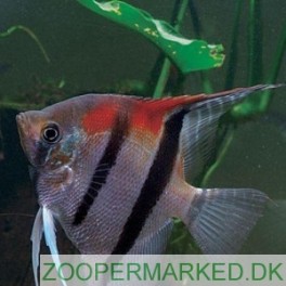 Scalare R&oslash;d Manacapuru
