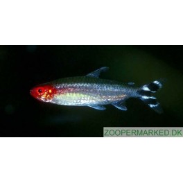 R&oslash;d n&aelig;se tetra