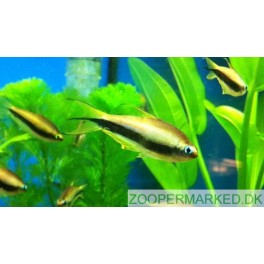 Kejser Tetra