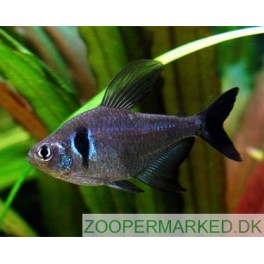 Sort Fantom Tetra