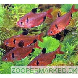 R&oslash;d Fantom Tetra