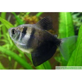 Sort Tetra
