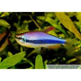 Kerri Tetra