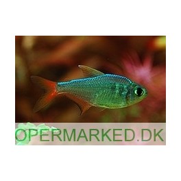 Colombian Red Fin Tetra