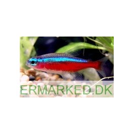 R&oslash;d Neon Tetra