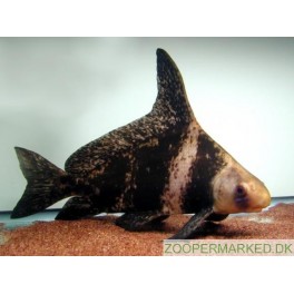 Flagermusfisk