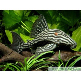 L-190 Royal Pleco