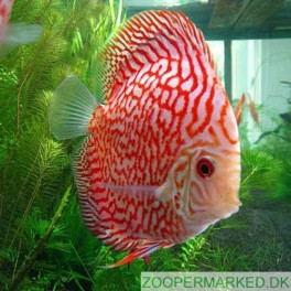 Diskus Pigeon Red