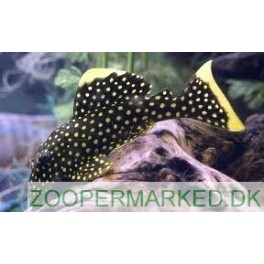L-018 Golden Nugget 