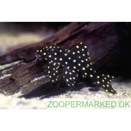 L-201 Hypancistrus Inspector Big Spot 