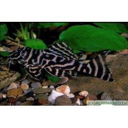 L-270 Chocolate Zebra Pleco
