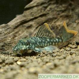 L-106 Hemiancistrus guahiborum A