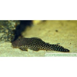 L-187 Spotted Bulldog pleco Chaetostoma cf thomsoni