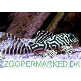L-066 King Tiger Hypancistrus