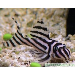 L-046 Zebra Malle Hypancistrus Zebra
