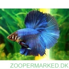 Kampfisk Halfmoon