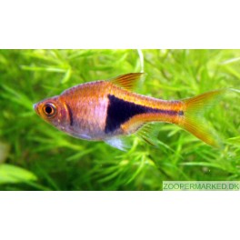 Kileplet Barbe - Rasbora Heteromorpha