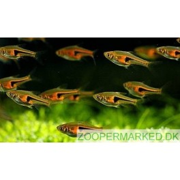 Rasbora Hengeli