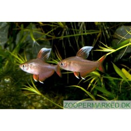 Hvidfinnet Rosen tetra