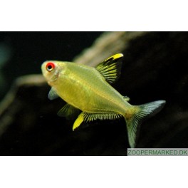 Citron tetra