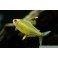 Citron tetra