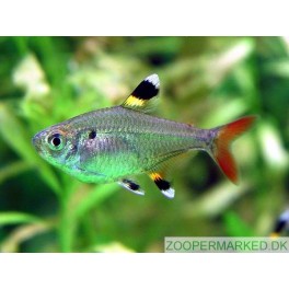 Pristella tetra