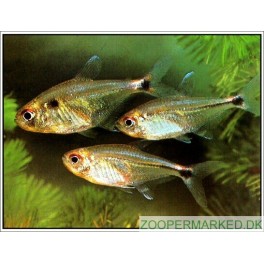 Tetra Lygtefisk 