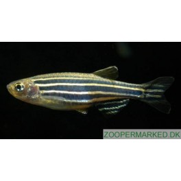 Zebrafisk