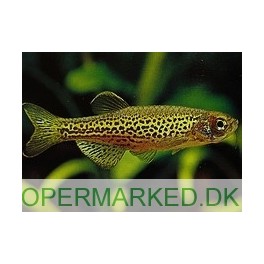 Leopard danio