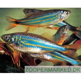 Gigant Danio