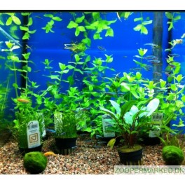 Gr&oslash;n Neon Tetra - Paracheirodon simulans 