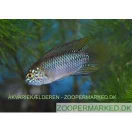 Apistogramma Borellii