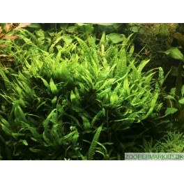 Microsorum Pteropus