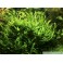 Microsorum Pteropus