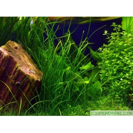 Vallisneria americana natans