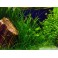 Vallisneria americana natans