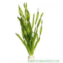 Vallisneria Asiatica