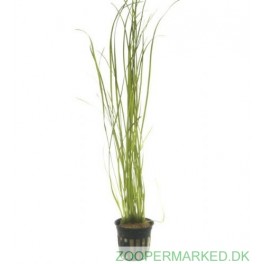 Vallisneria Nana