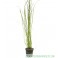 Vallisneria Nana