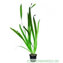 Vallisneria Gigantea