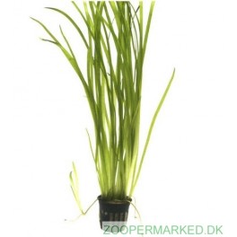 Vallisneria Spiralis "tiger"