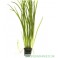 Vallisneria Spiralis "tiger"