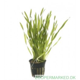 Vallisneria Twister