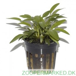 Cryptocoryne Willisii