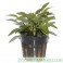 Cryptocoryne Willisii