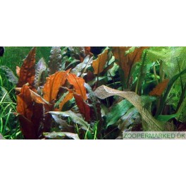 Cryptocoryne Wendtii Mi oya