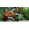 Cryptocoryne Wendtii Mi oya